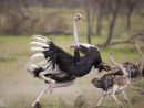 Male Ostrich sees off intruders